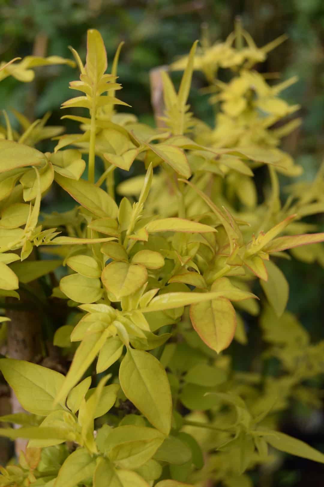 Jasminum officinale Fiona Sunrise ('Frojas') !! SPECIAL OFFER !!